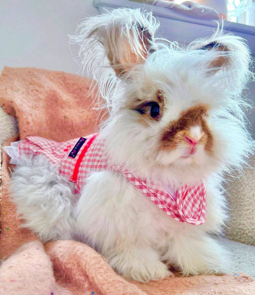 Gingham Countryside Dress Red – Adorable Dog Clothes