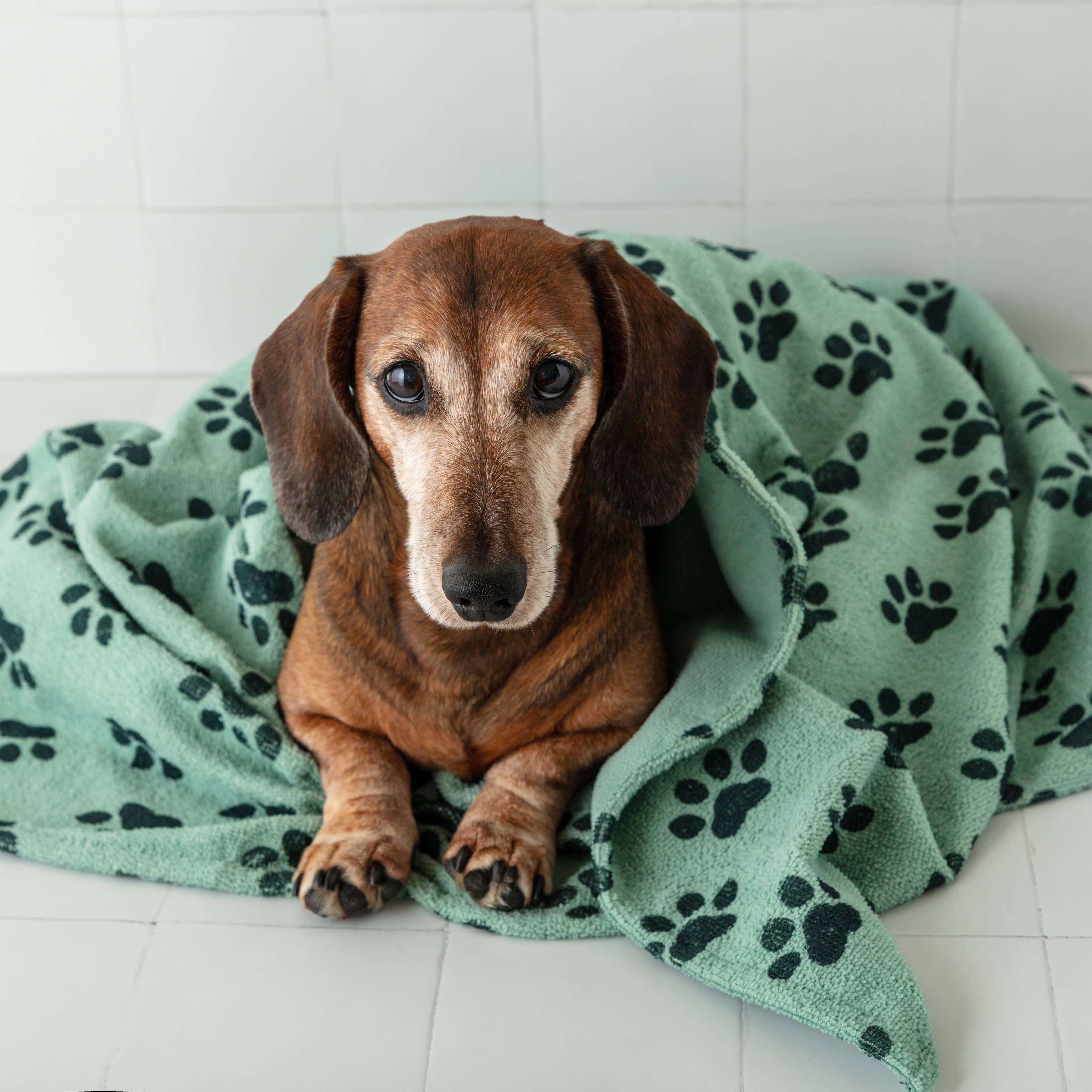 QUICK DRY PET TOWEL