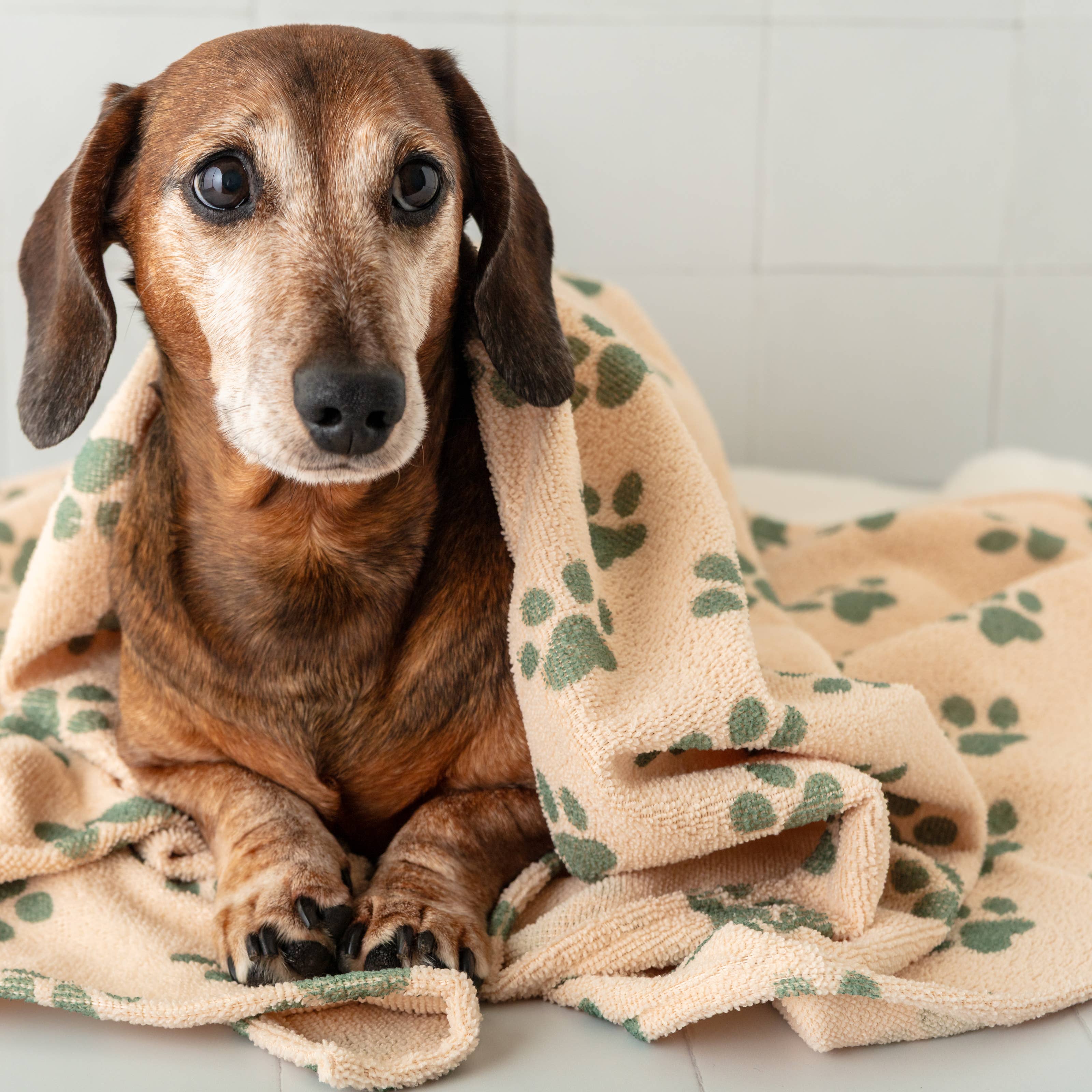 QUICK DRY PET TOWEL