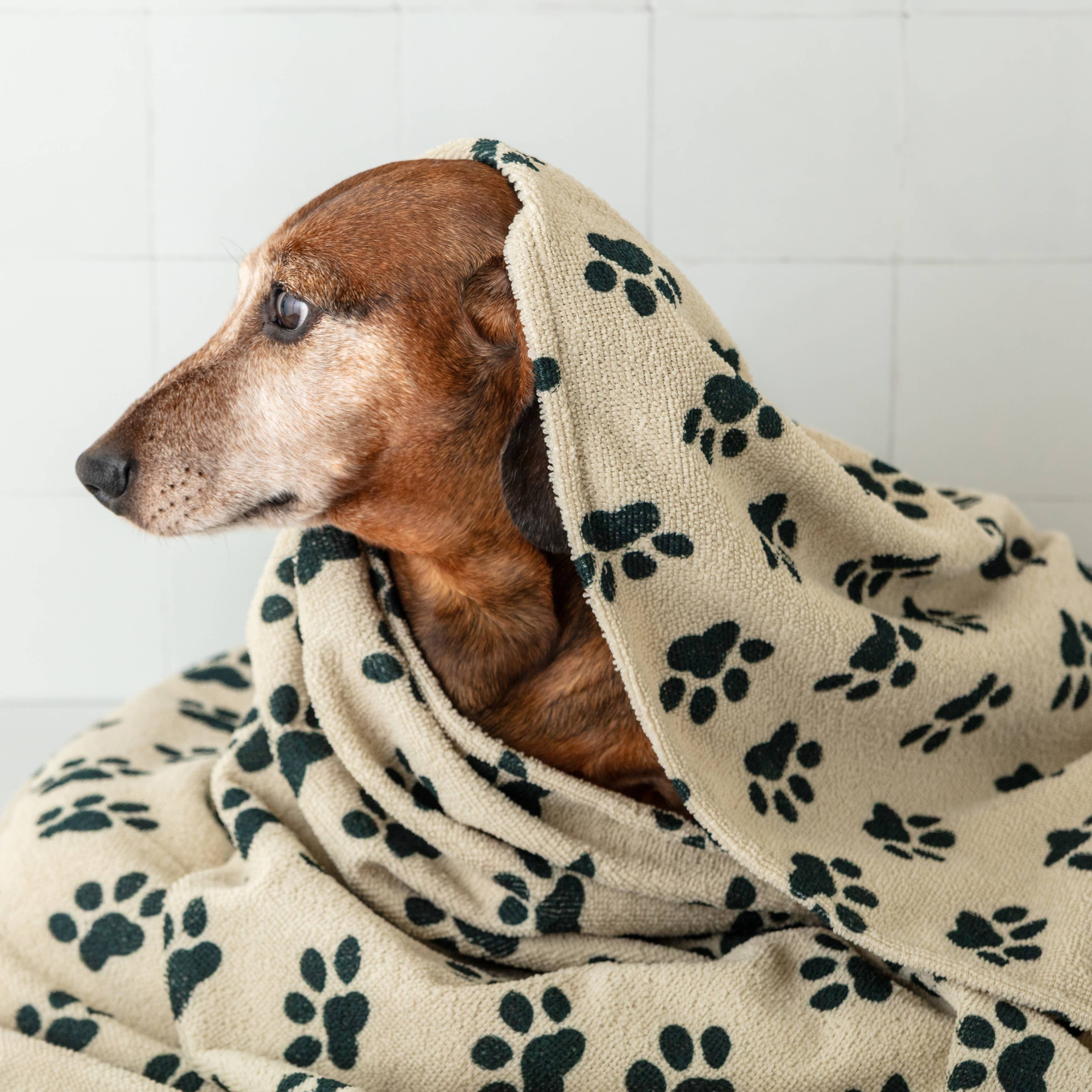 QUICK DRY PET TOWEL